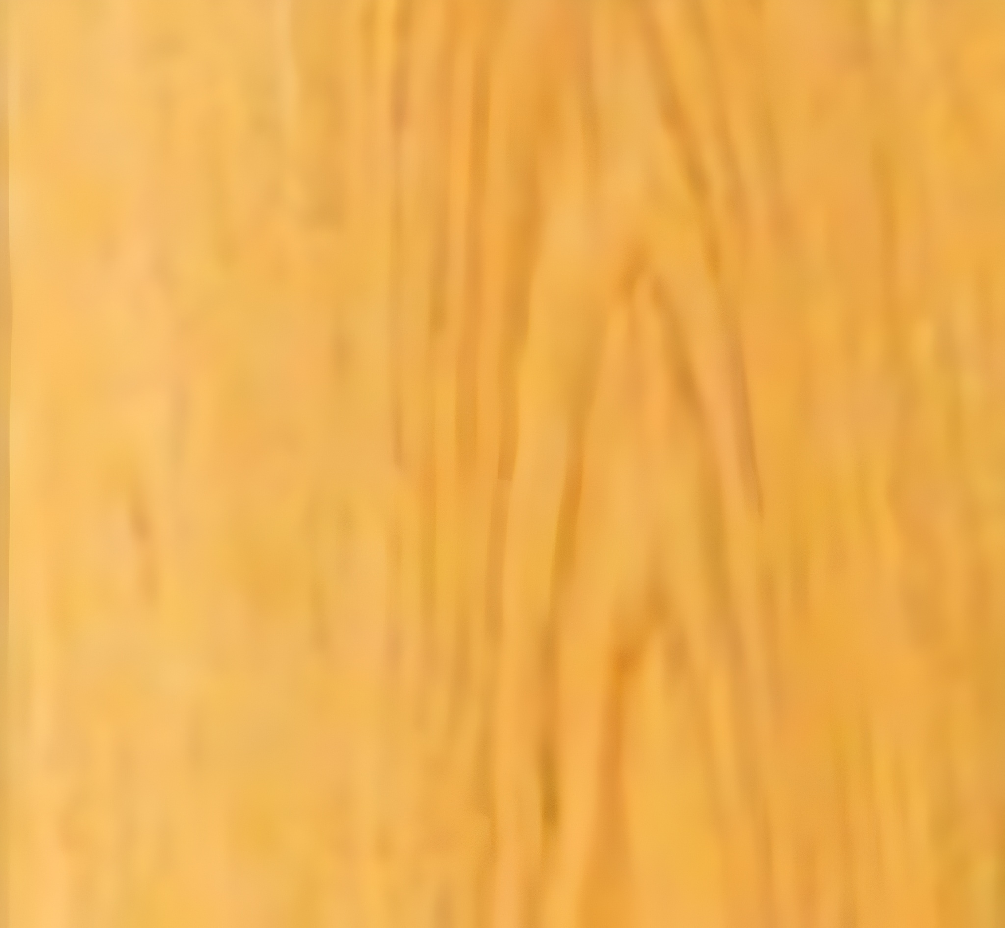 Wide plank : White Oak